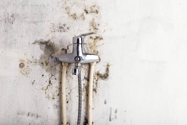Best Professional Mold Removal  in Wildwood, MO