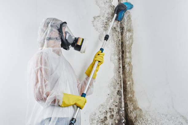 Mold Testing and Removal in Wildwood, MO