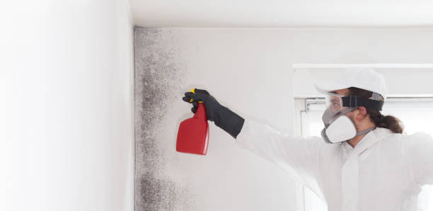 Best Mold Damage Repair  in Wildwood, MO