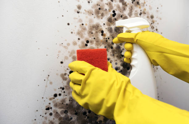 Attic Mold Removal in Wildwood, MO